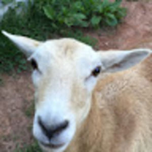 Meet your Posher, Tracy